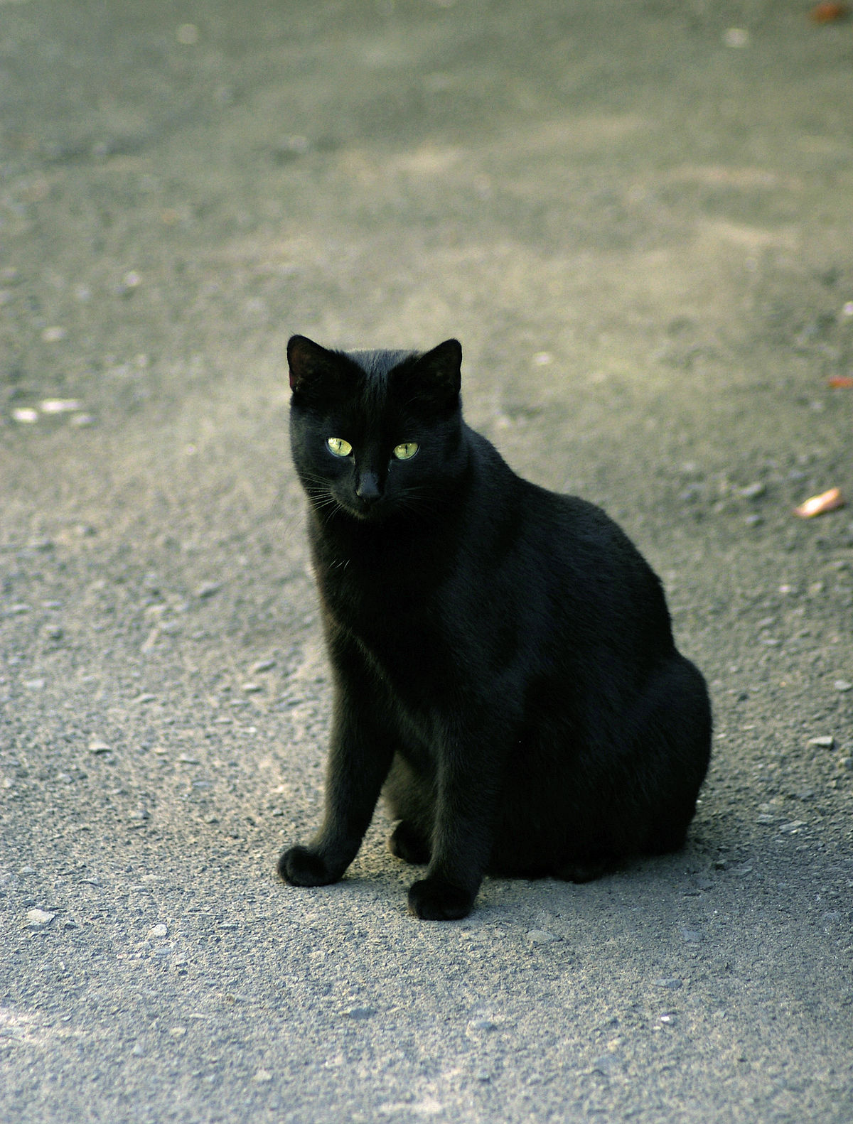 Chat d'argent