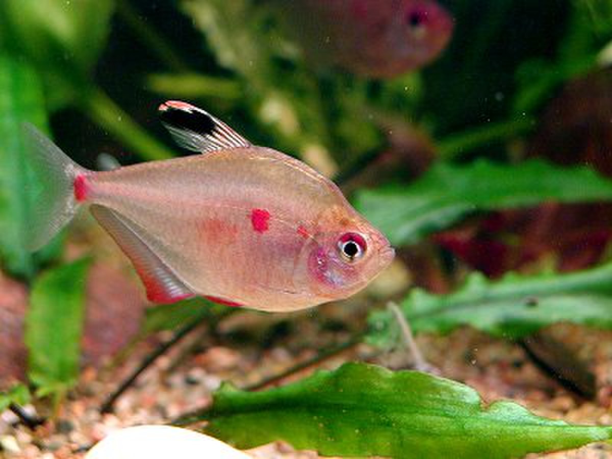 Characidae