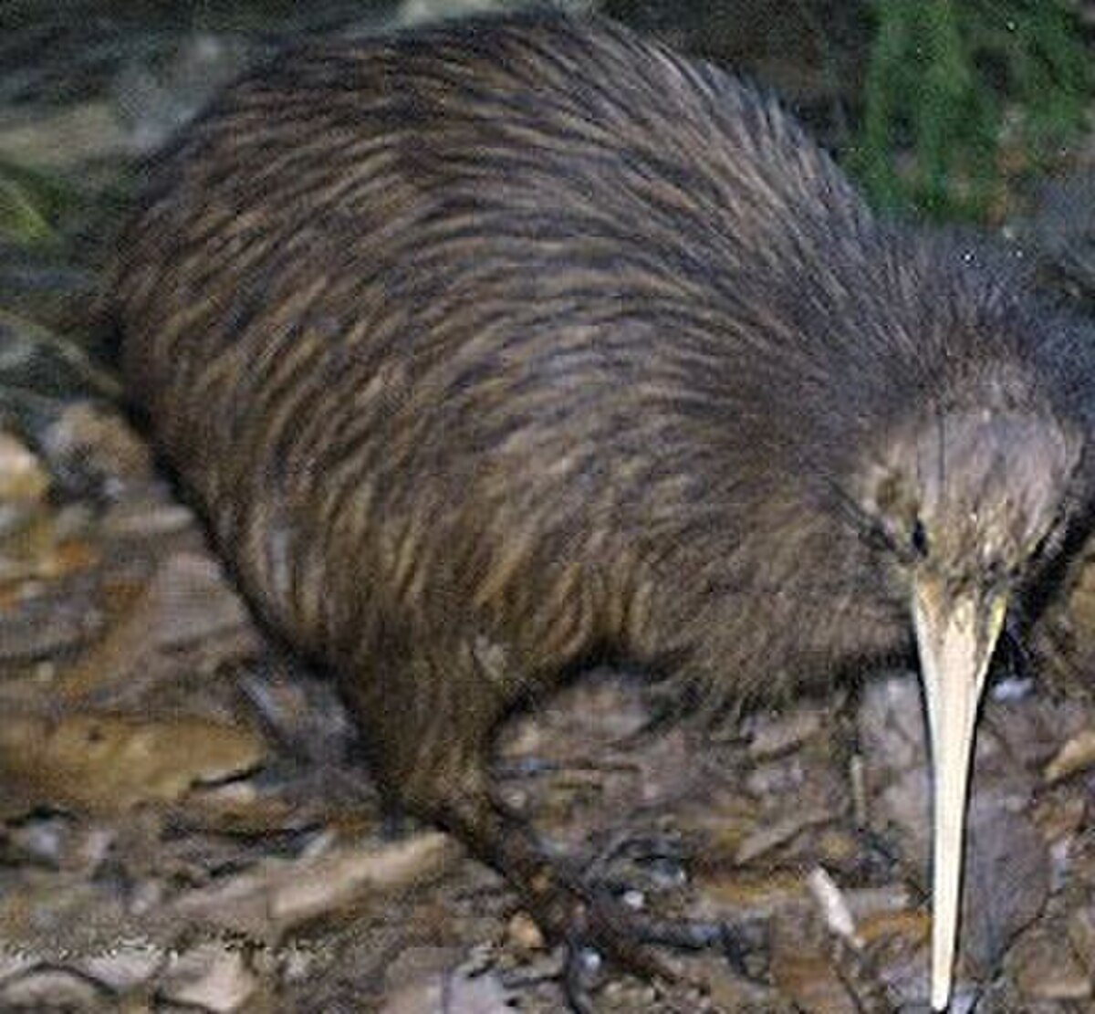 Kiwi austral