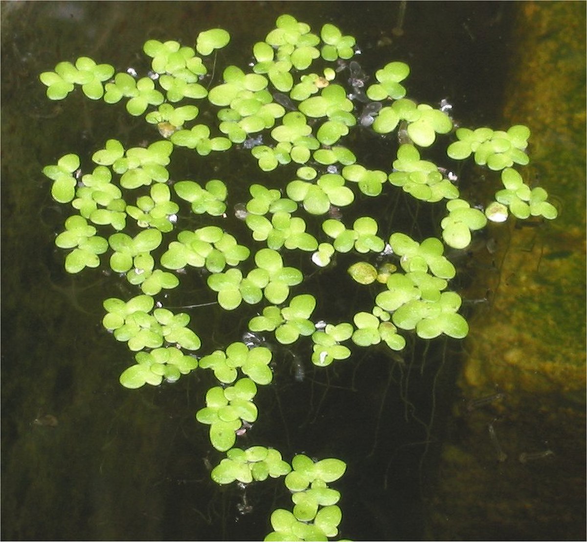 Lemna
