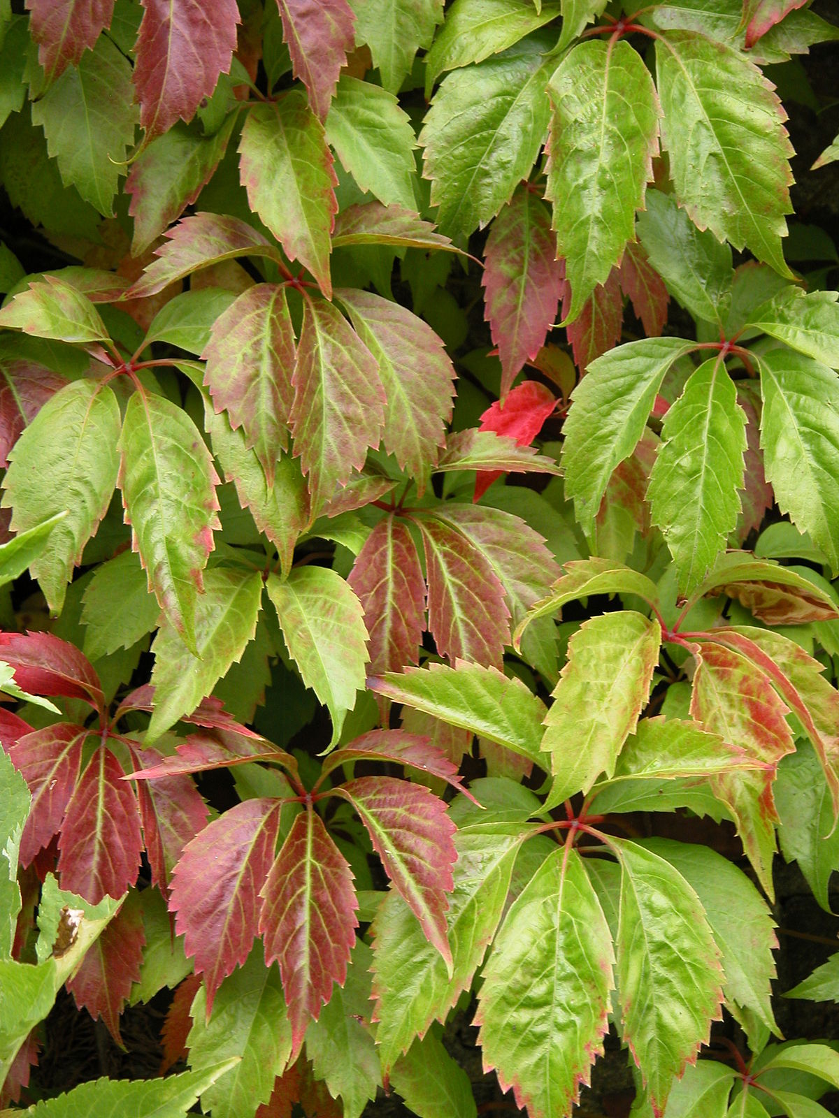 Vigne vierge de Virginie