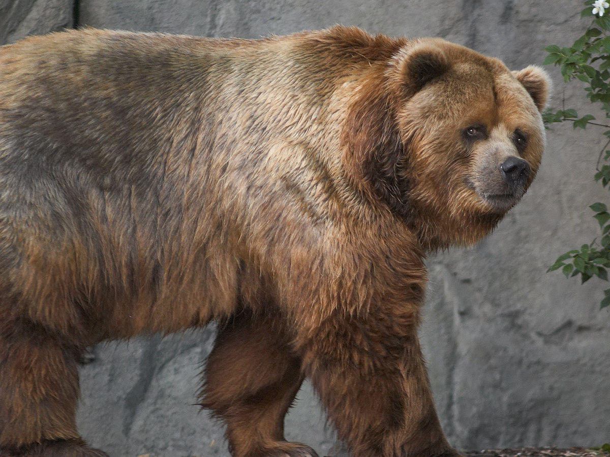 Ours kodiak