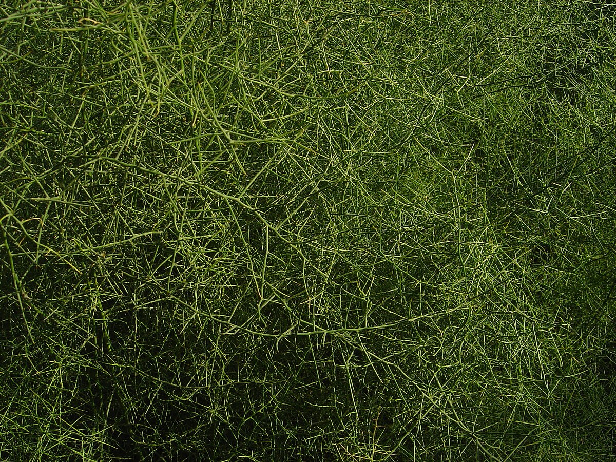 Koeberliniaceae