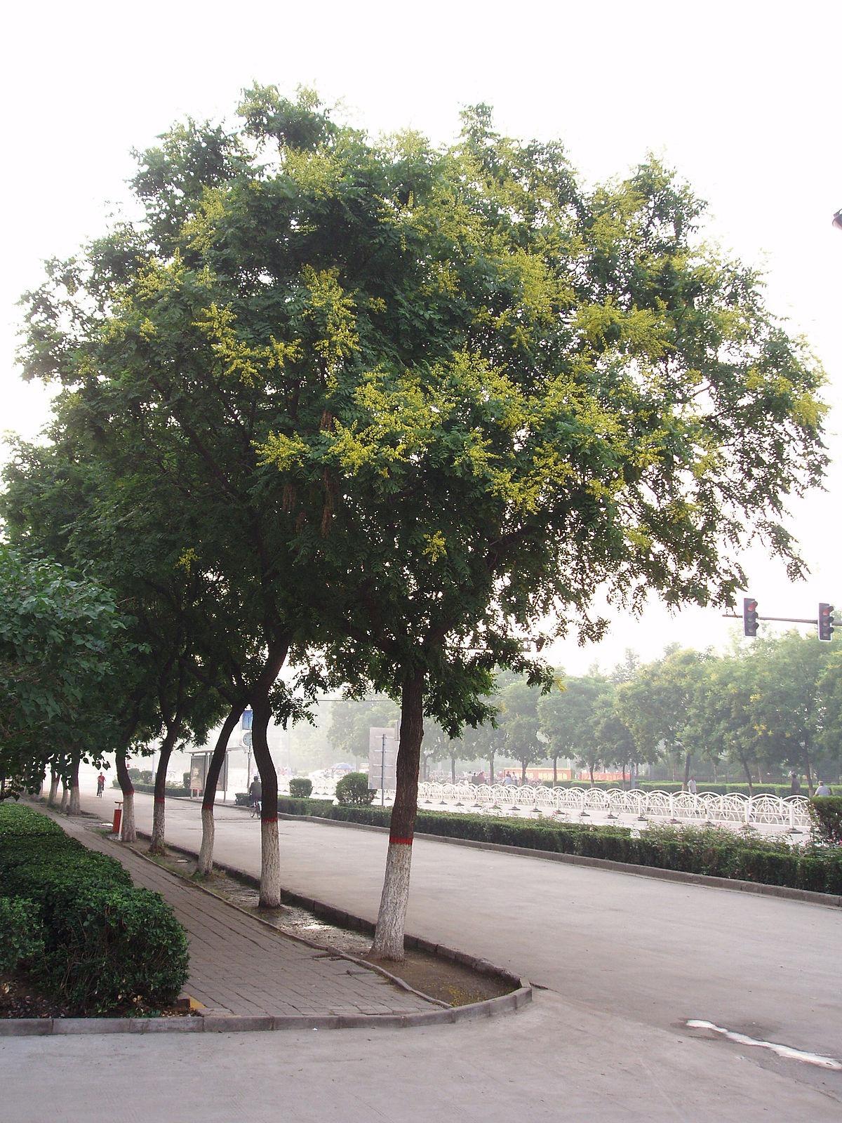Koelreuteria paniculata