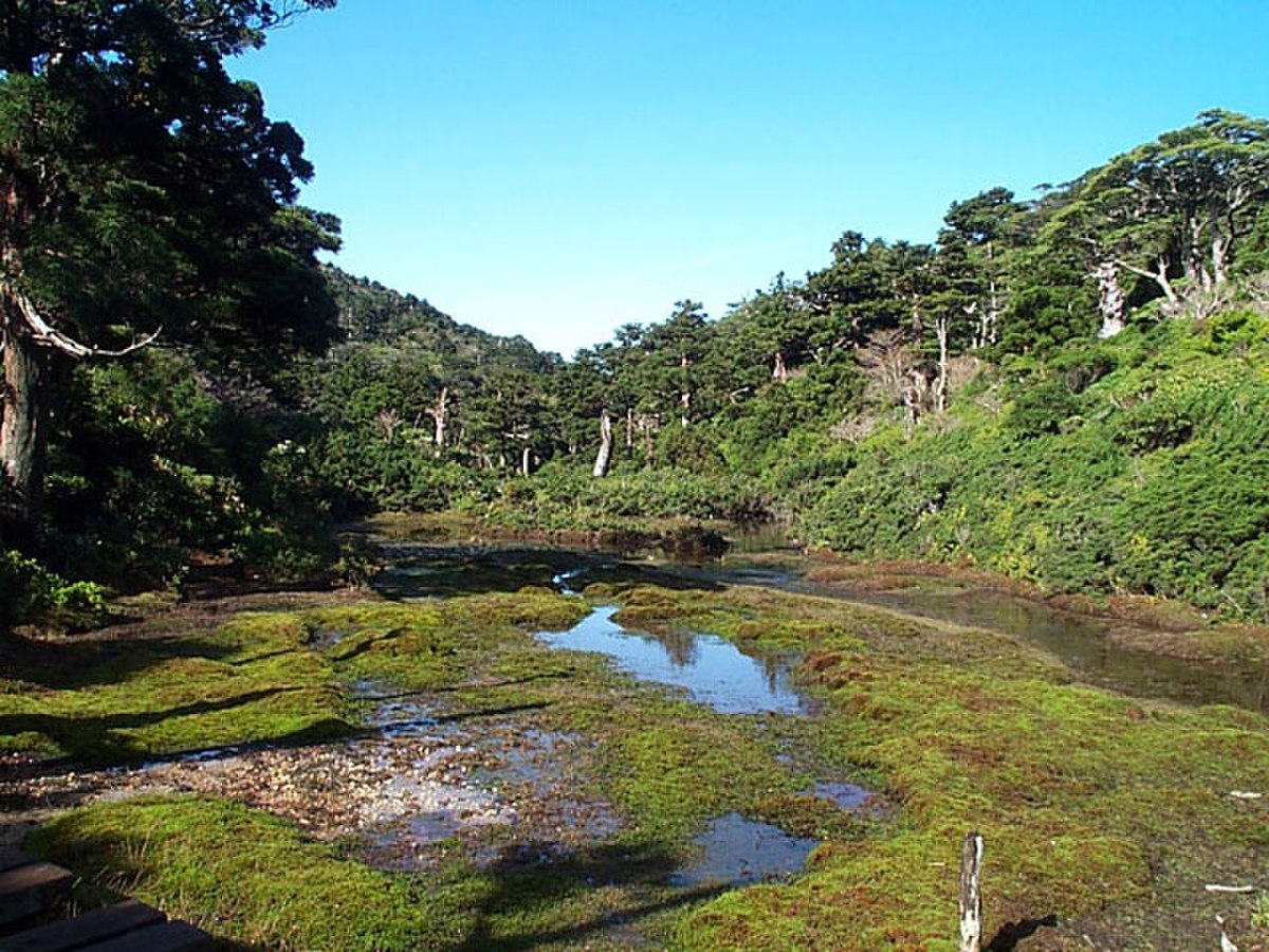 Kohananoego in Yaku Island 001.JPG