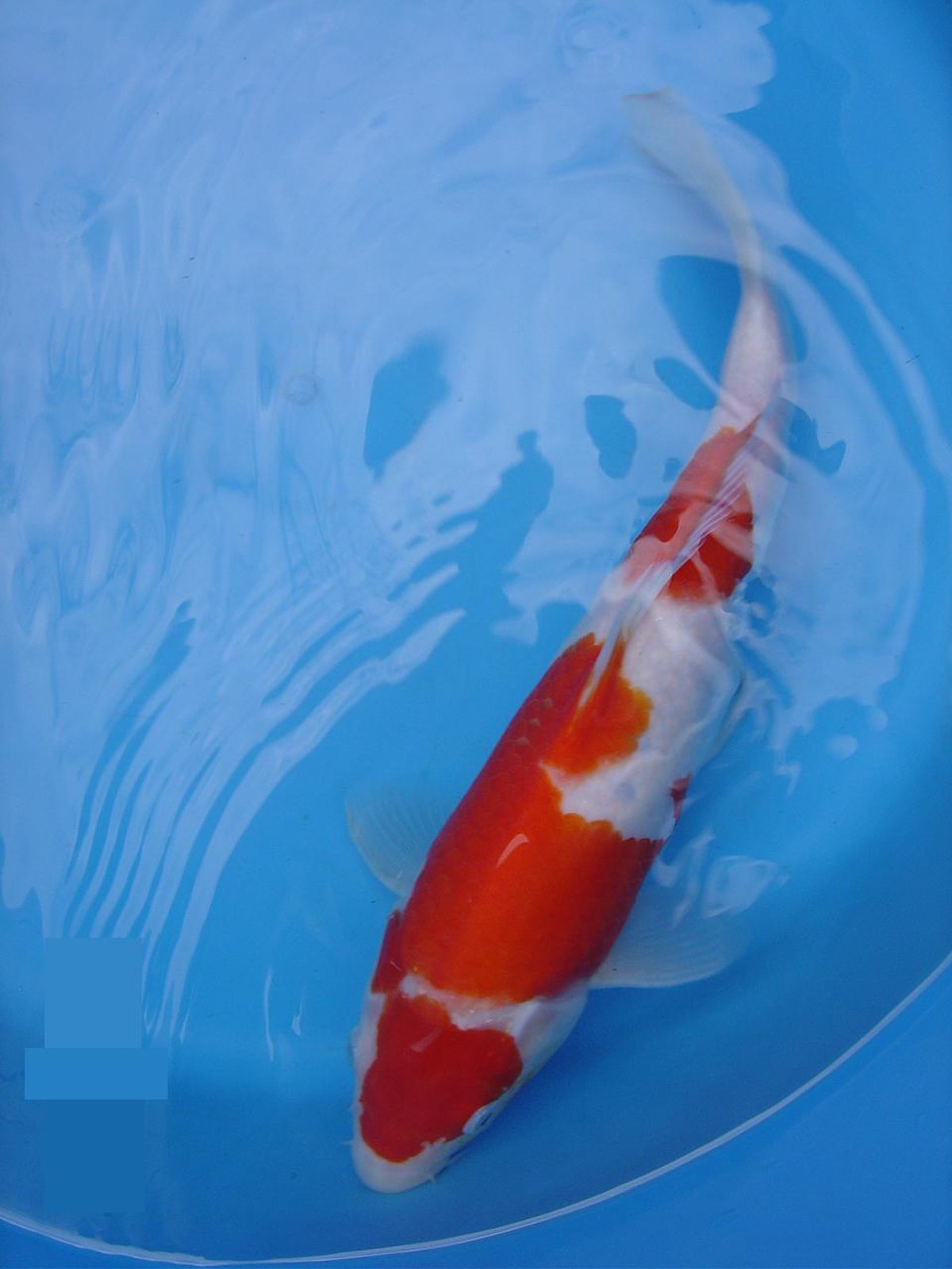 Koï