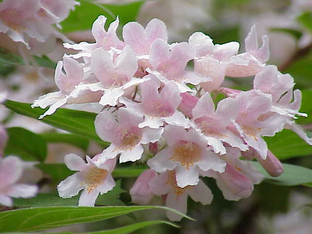 Kolkwitzia amabilis