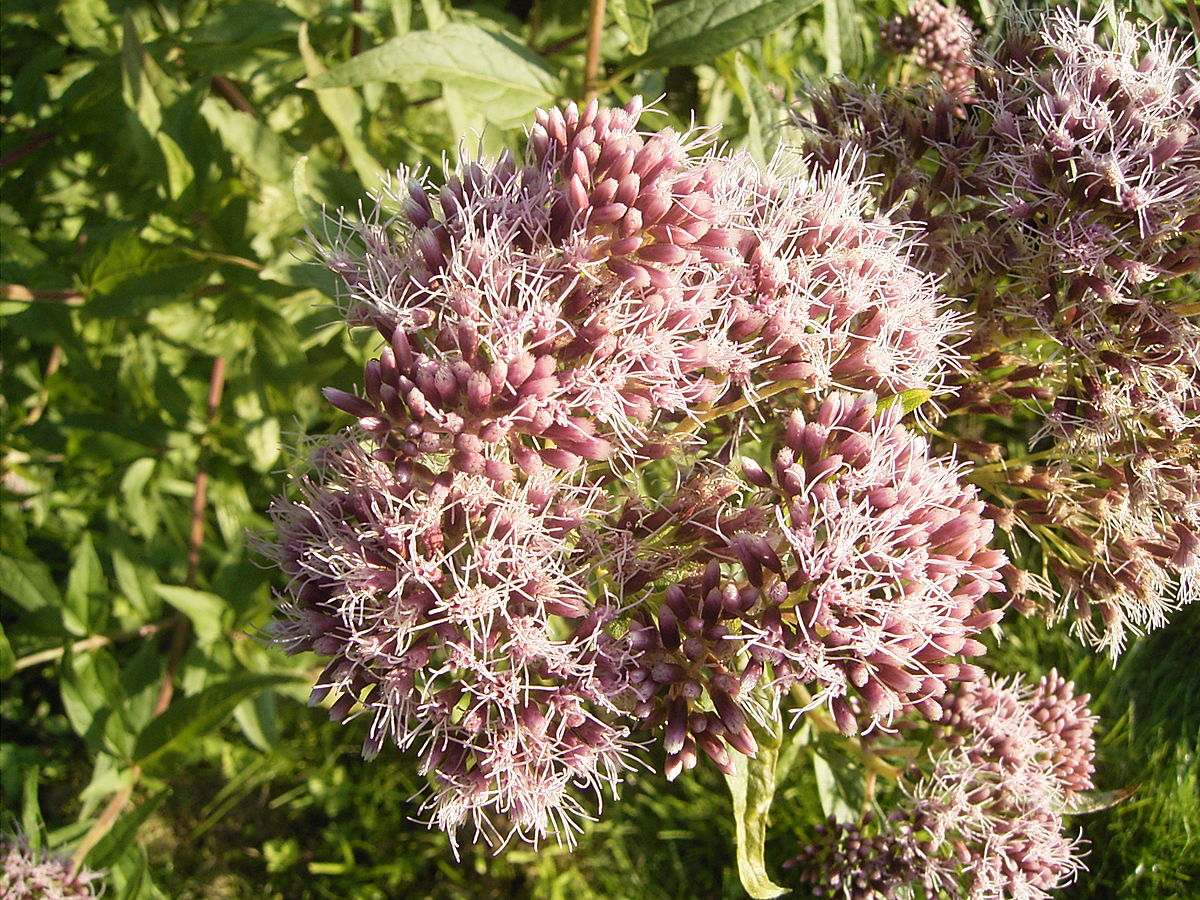 Koninginnekruid 16-08-2005 19.14.18.JPG