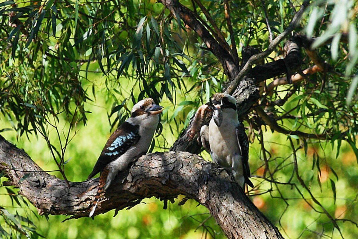 couple de Kookaburras avec un lézard
