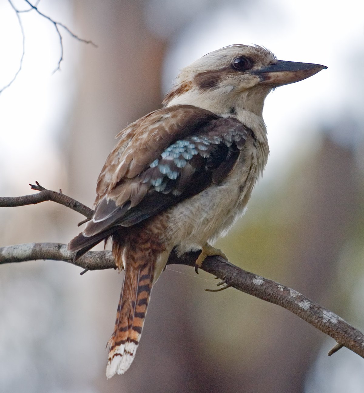 Halcyoninae