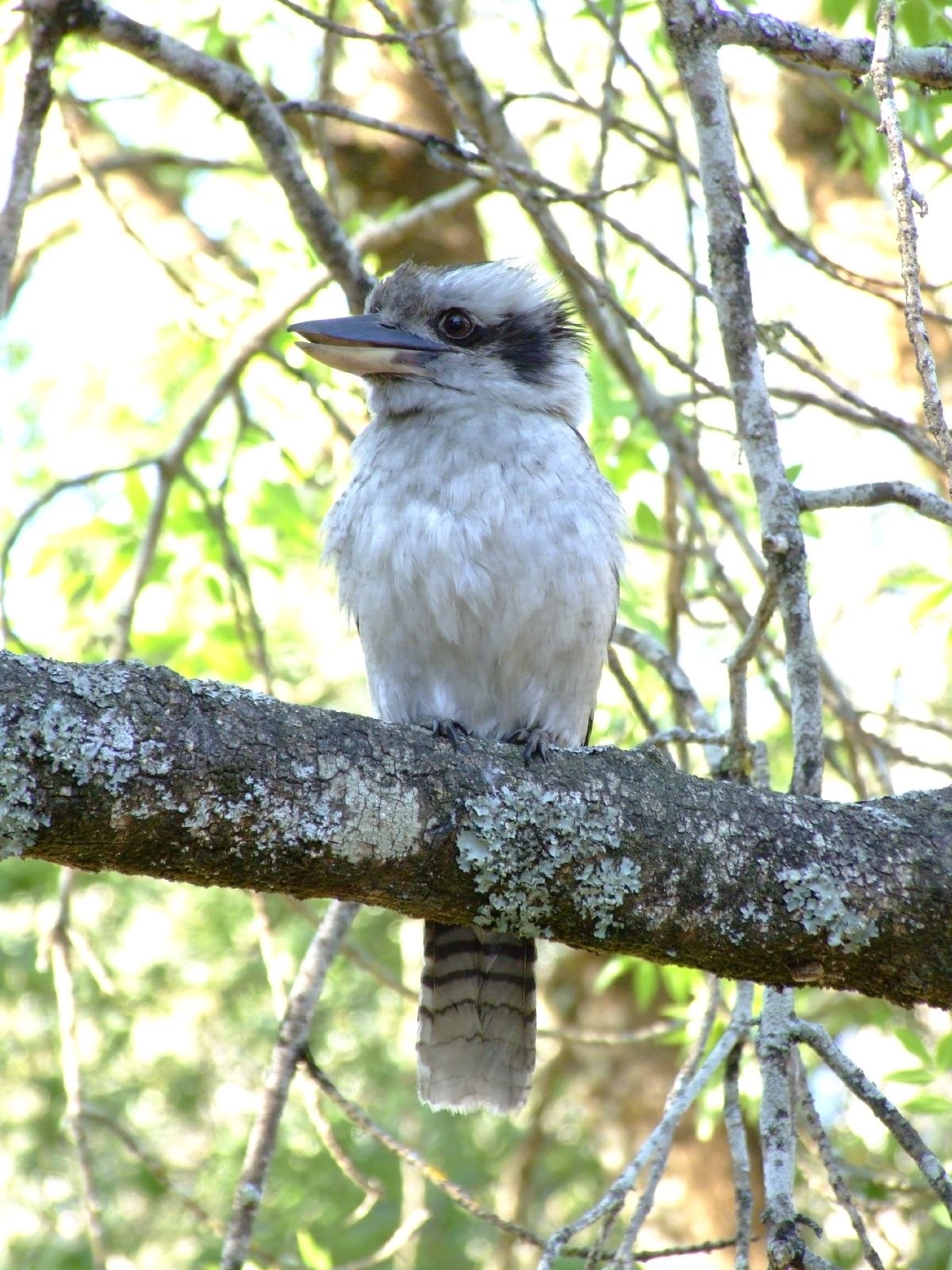 Kookaburra1.jpg