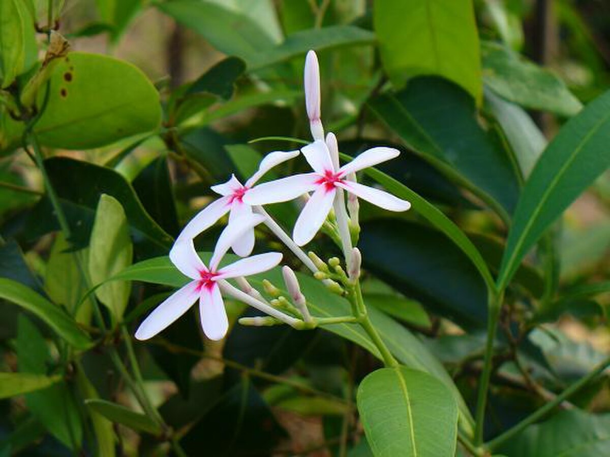 Kopsia