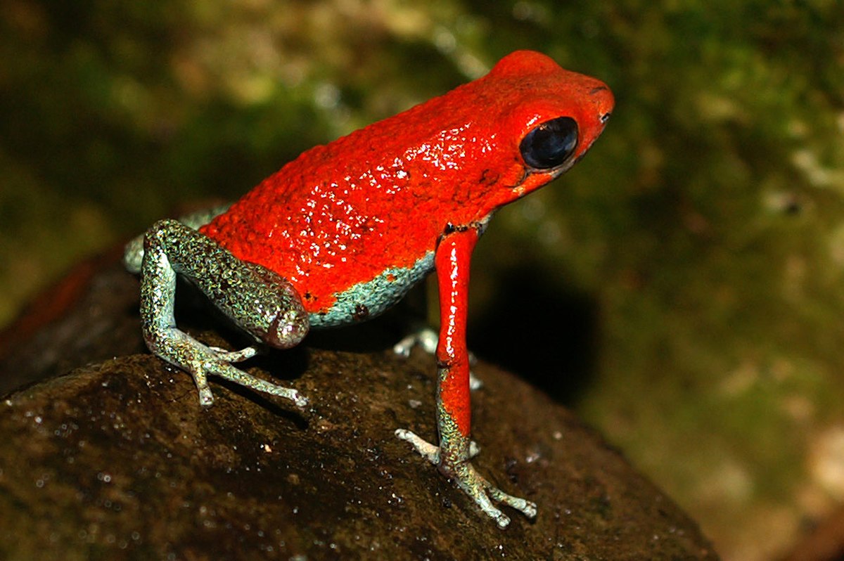 Oophaga