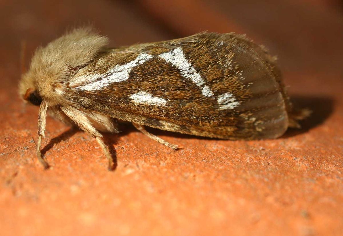 Hepialidae
