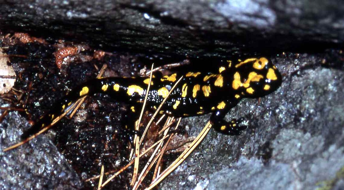 Salamandre de Corse
