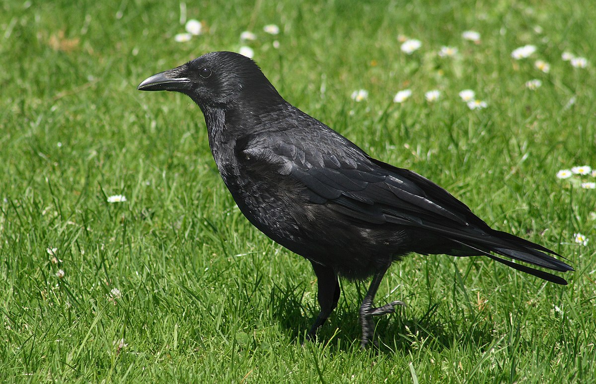 Corneille noire