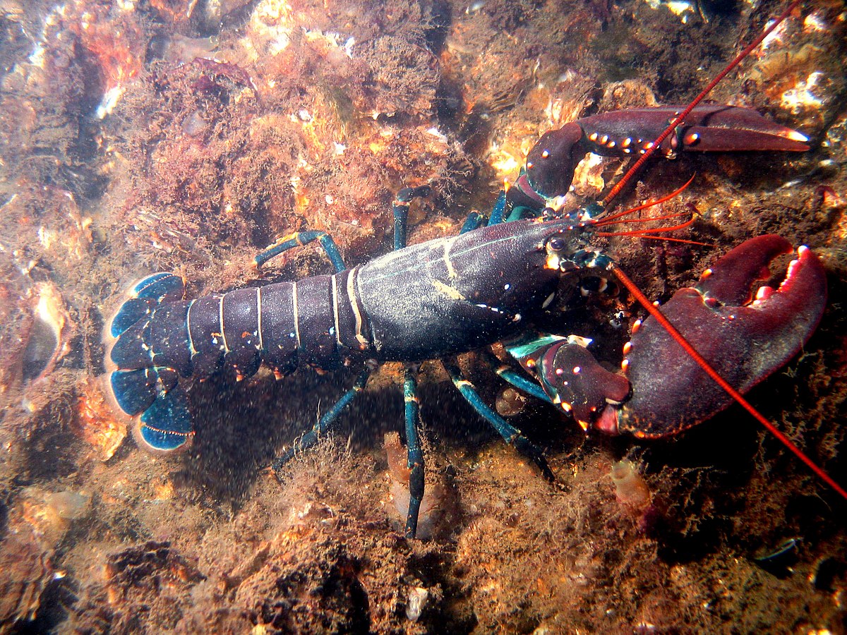 Homard