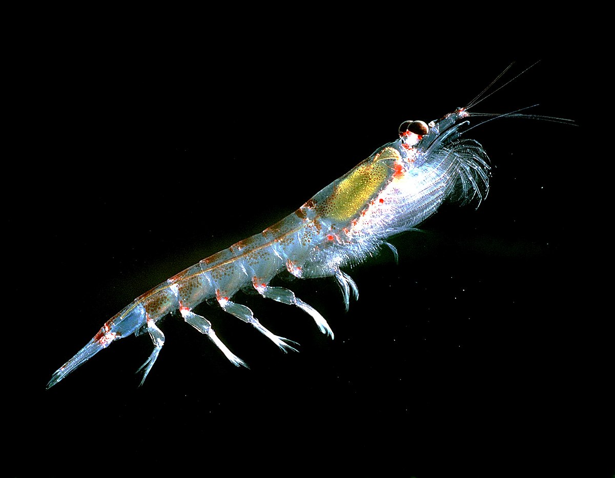 Euphausiacea