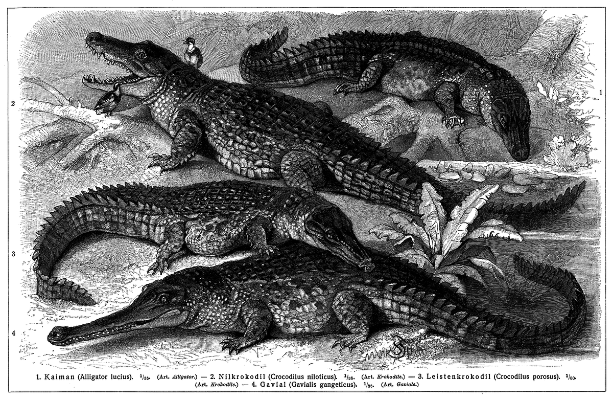Crocodilia