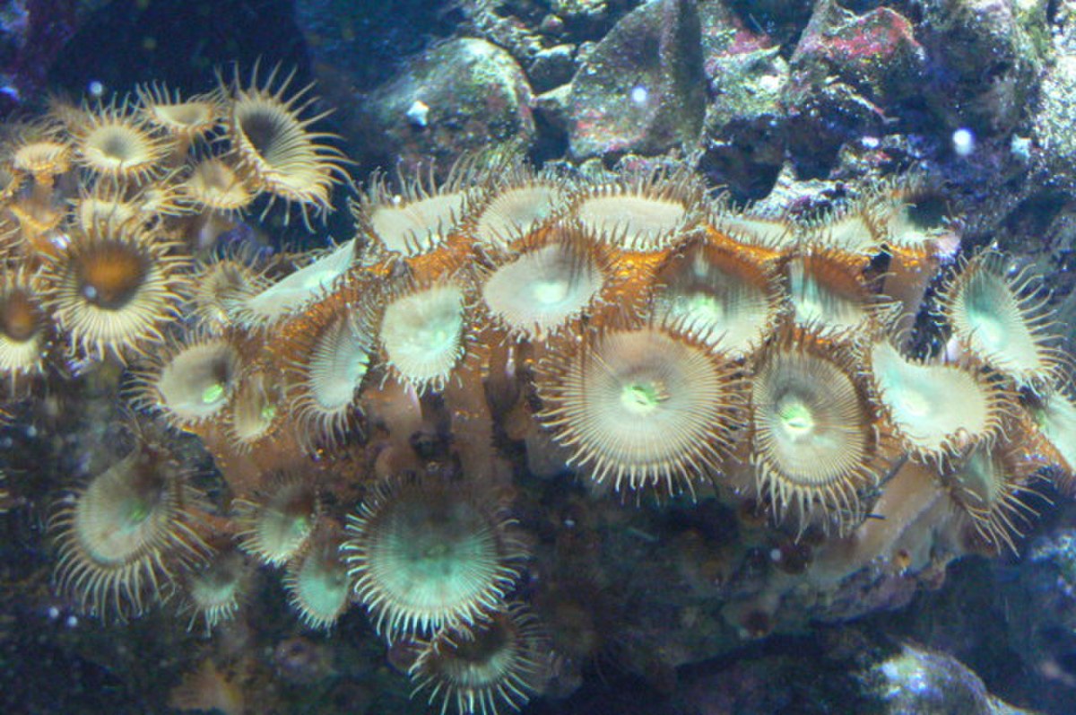 Zoantharia
