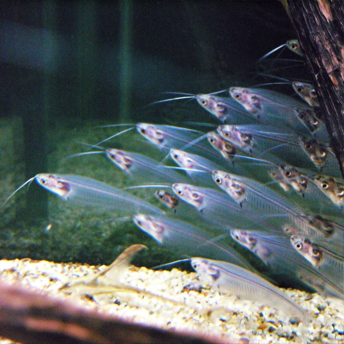 Kryptopterus bicirrhis