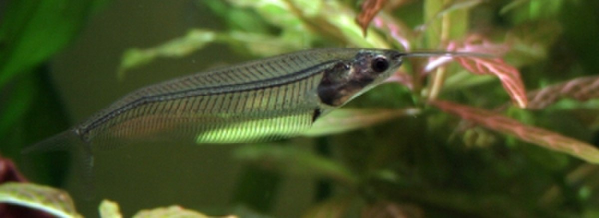 Kryptopterus