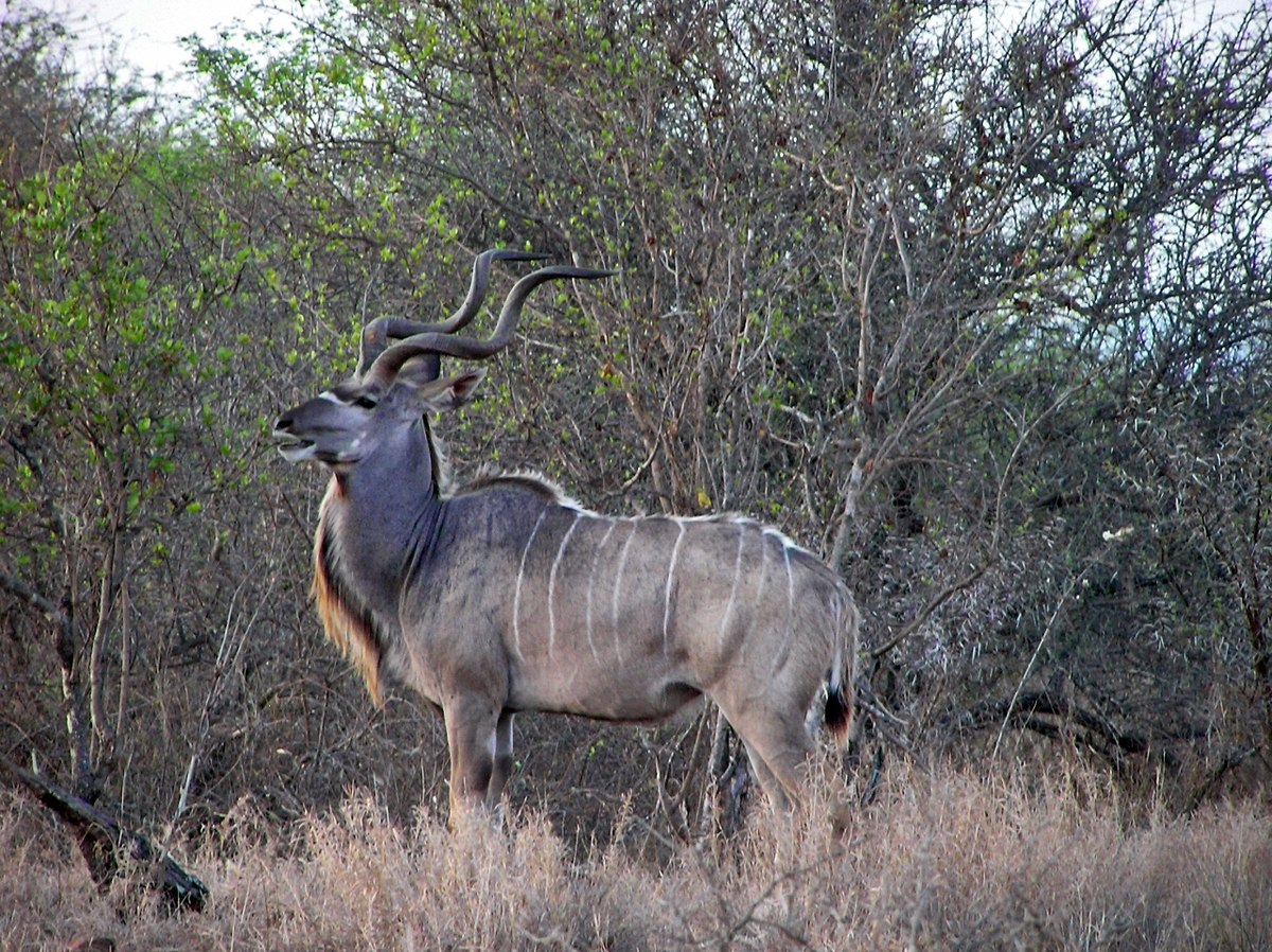 Tragelaphus