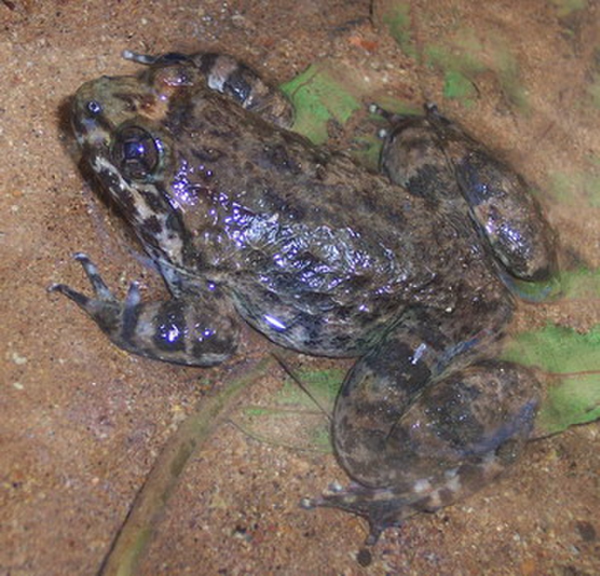 Limnonectes