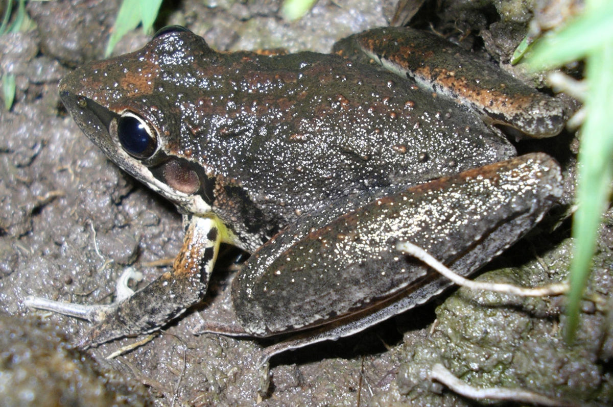 Litoria latopalmata