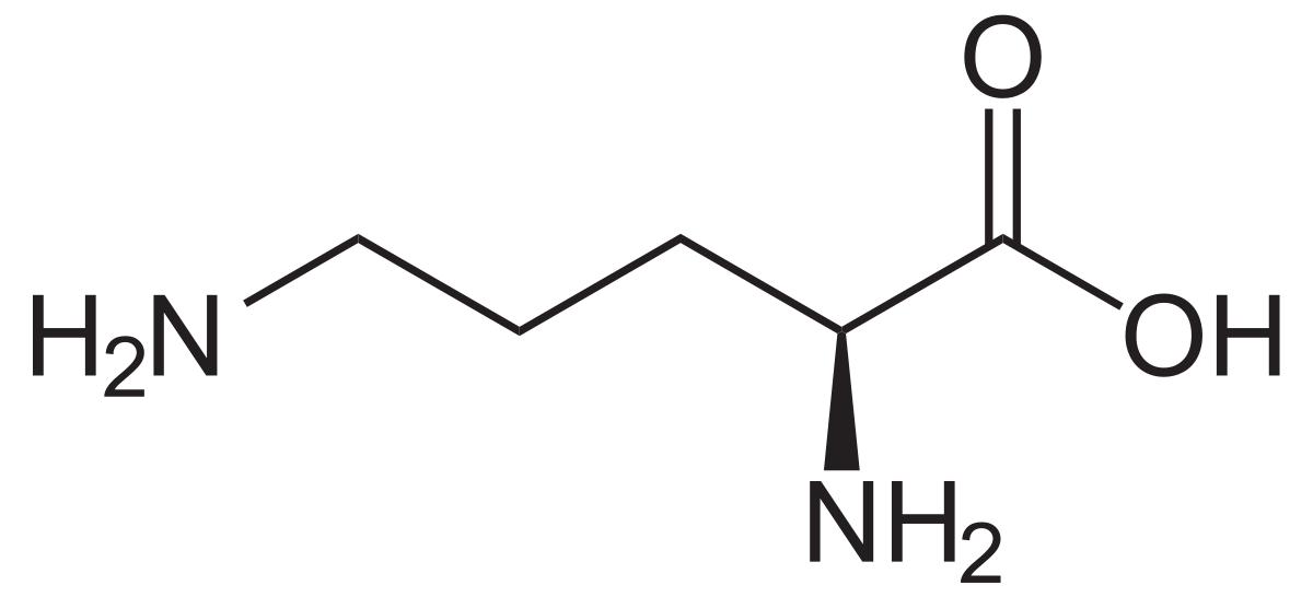 Ornithine