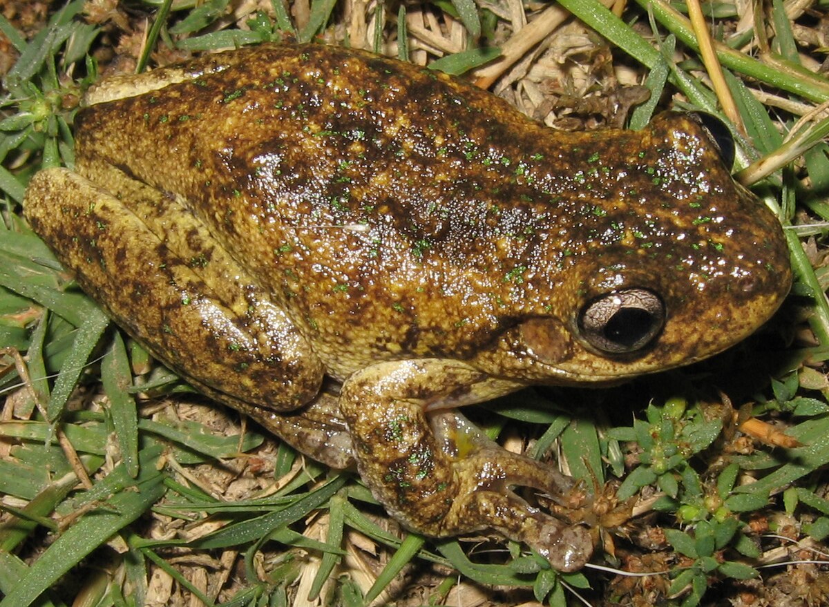 Litoria peronii