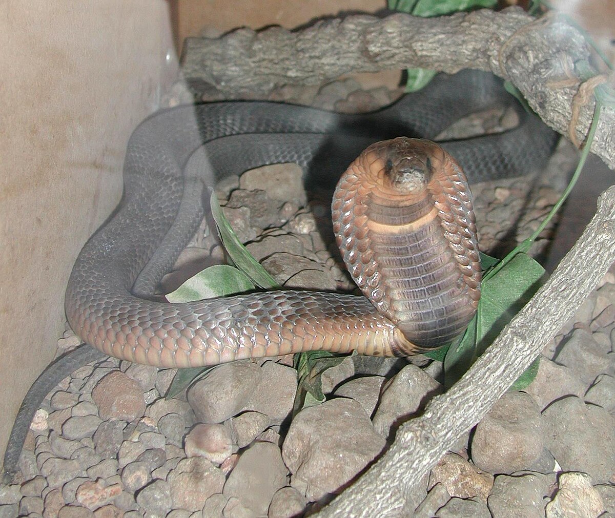 Cobra