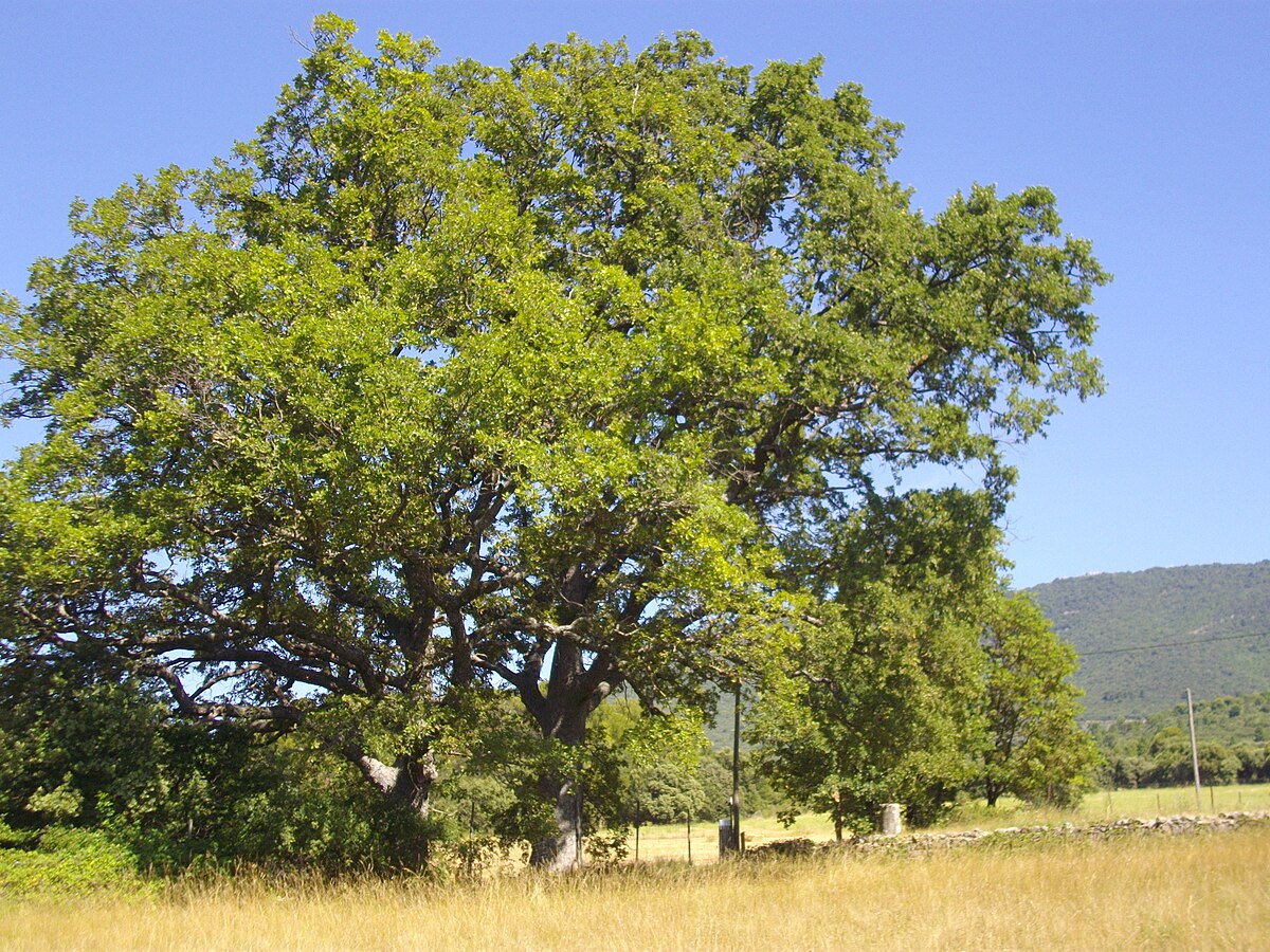 La borne romaine et le paysage.jpg