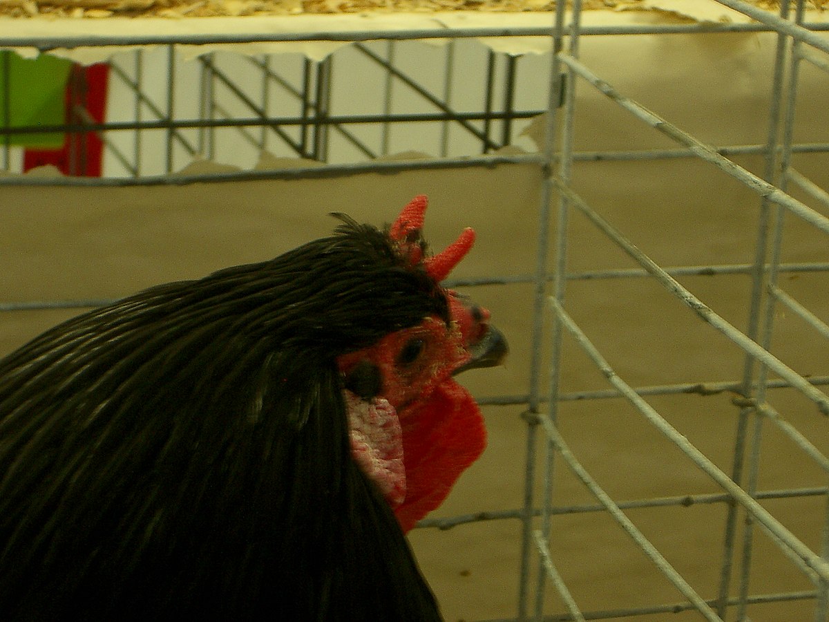 Poule de La Flèche