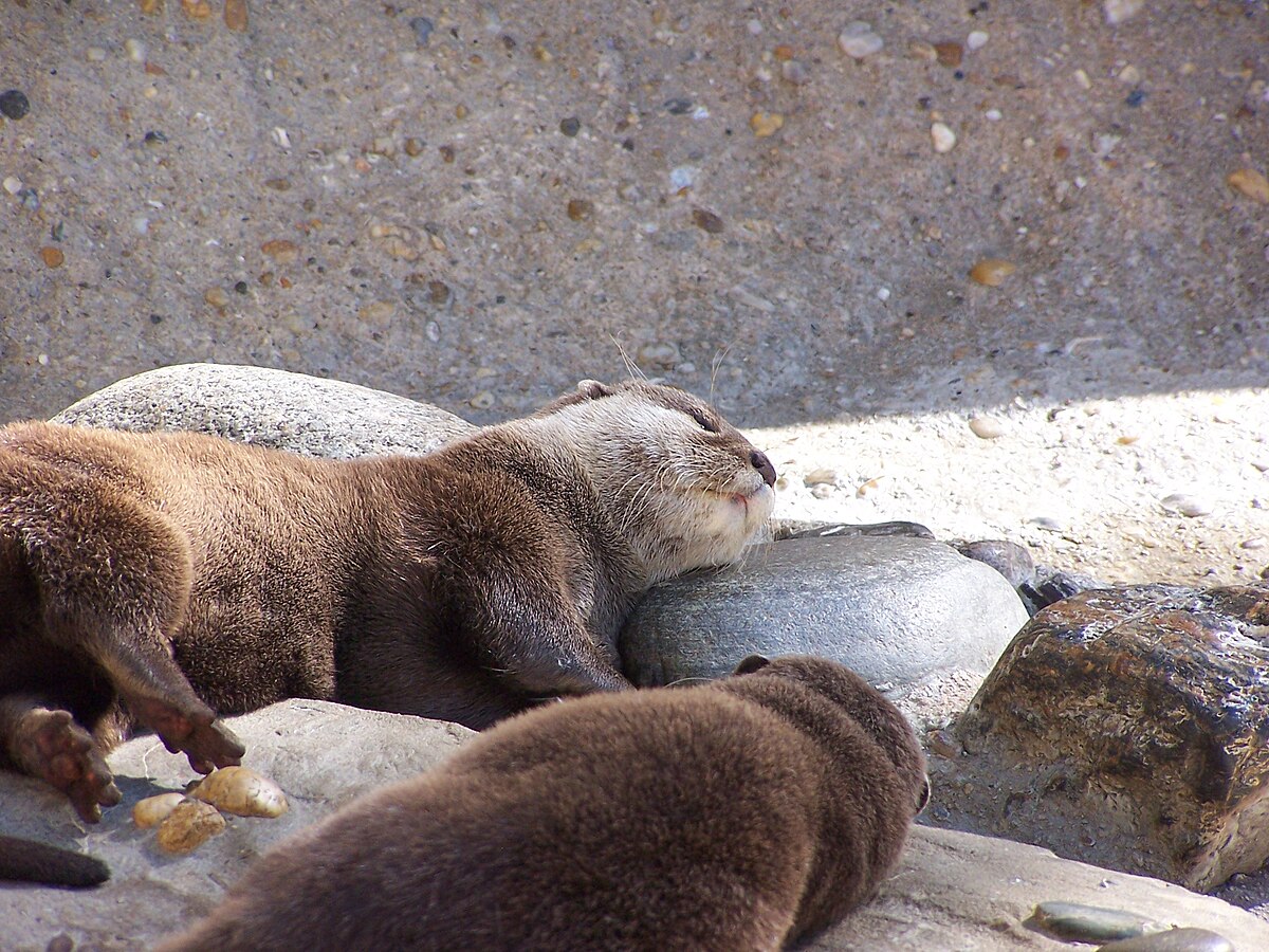 Loutre cendrée