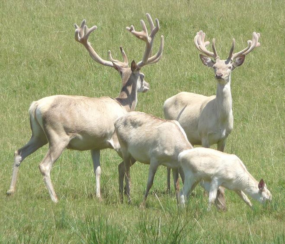 2 cerfs à poils blancs s'affrontent du regard
