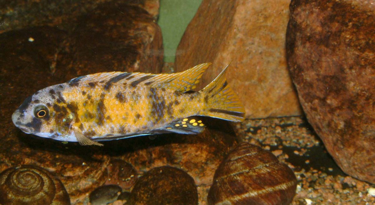 Labeotropheus fuelleborni