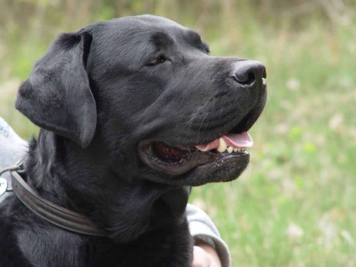 Labrador retriever