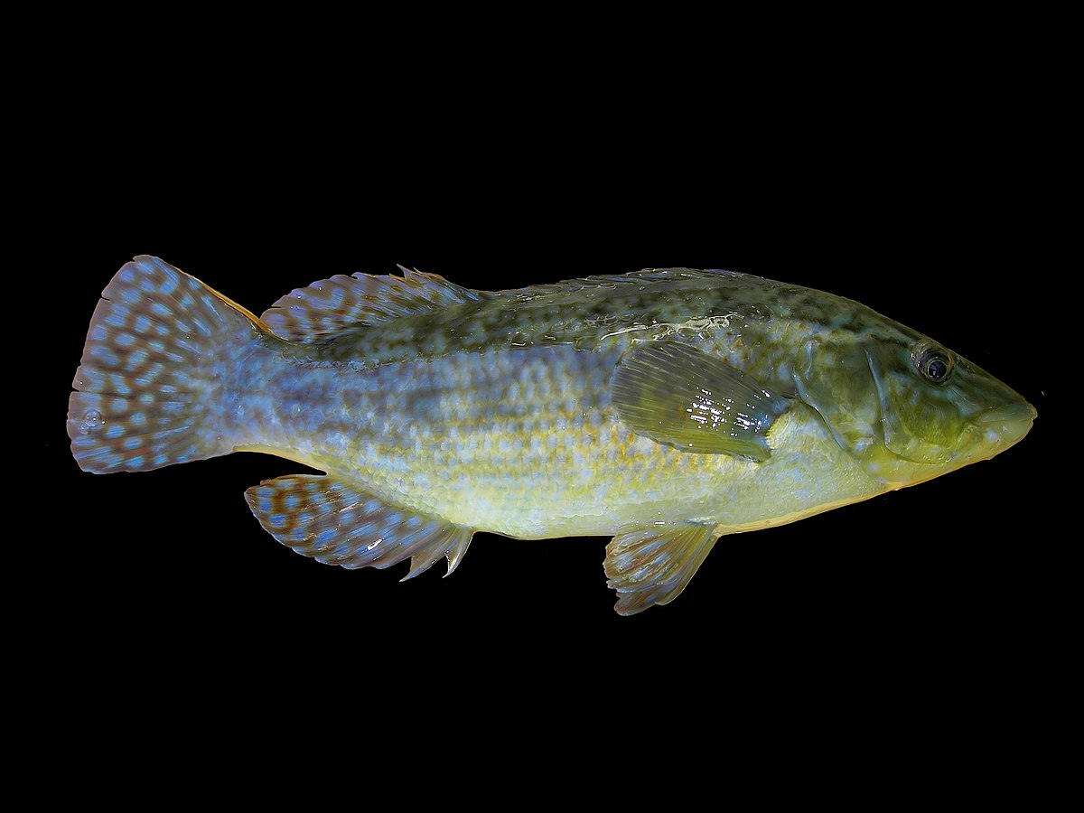 Labrus bergylta (Gootebank).jpg