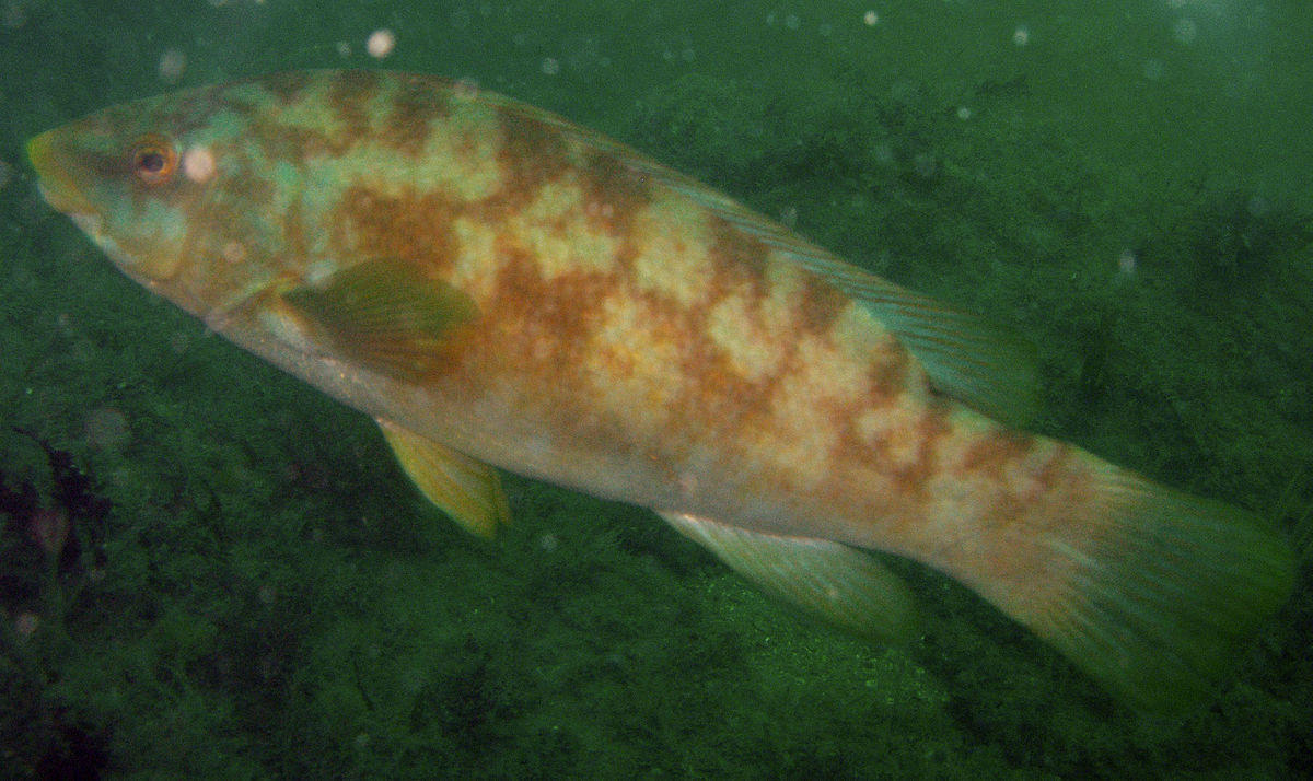 Vieille (poisson)
