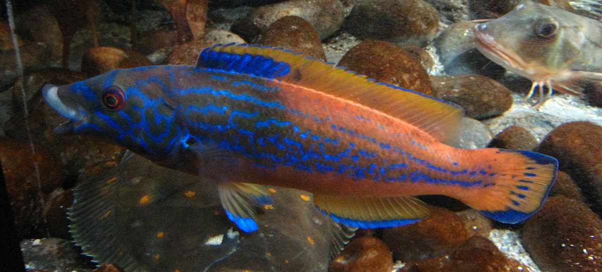 Labrus mixtus