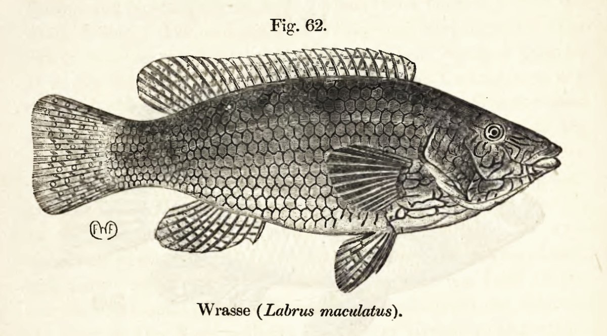 LabrusMaculatus.jpg