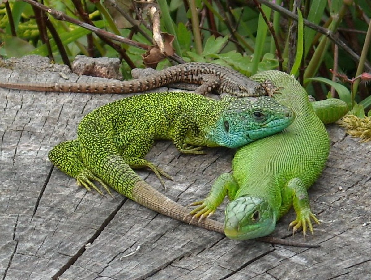 Lézard vert