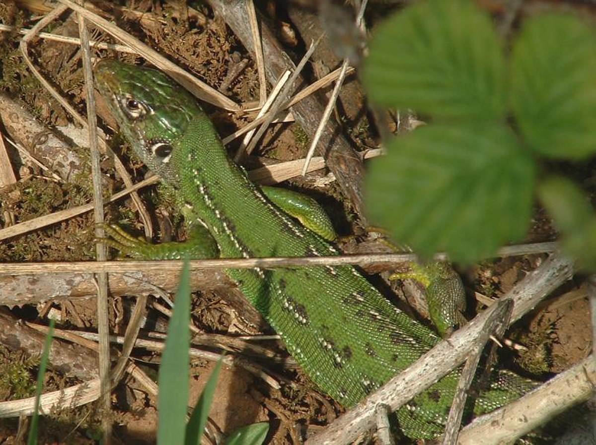 Lacerta bilineata