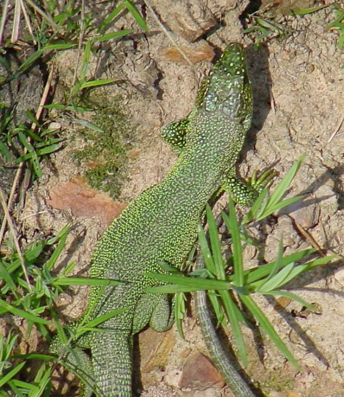 Lacerta