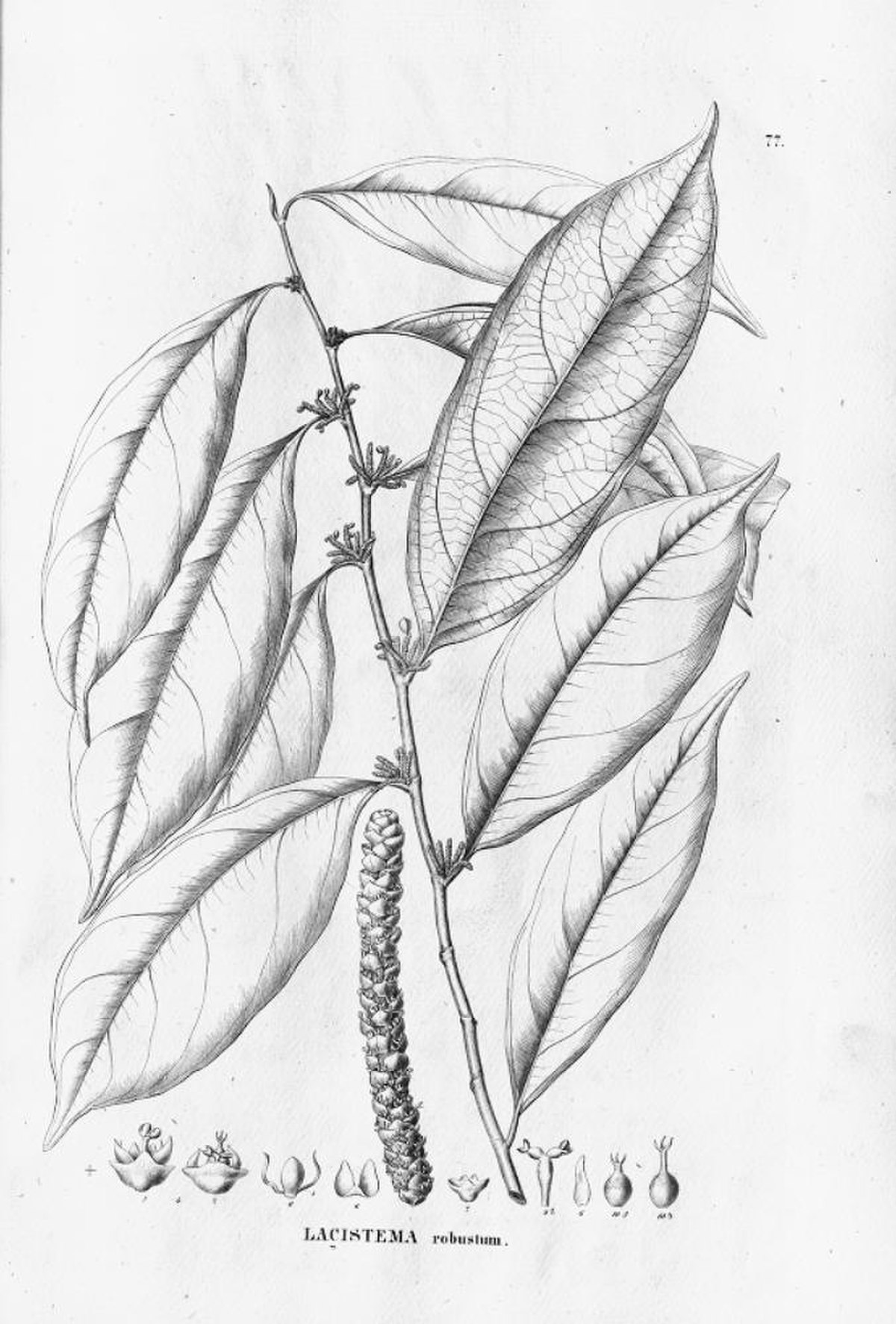 Lacistemataceae