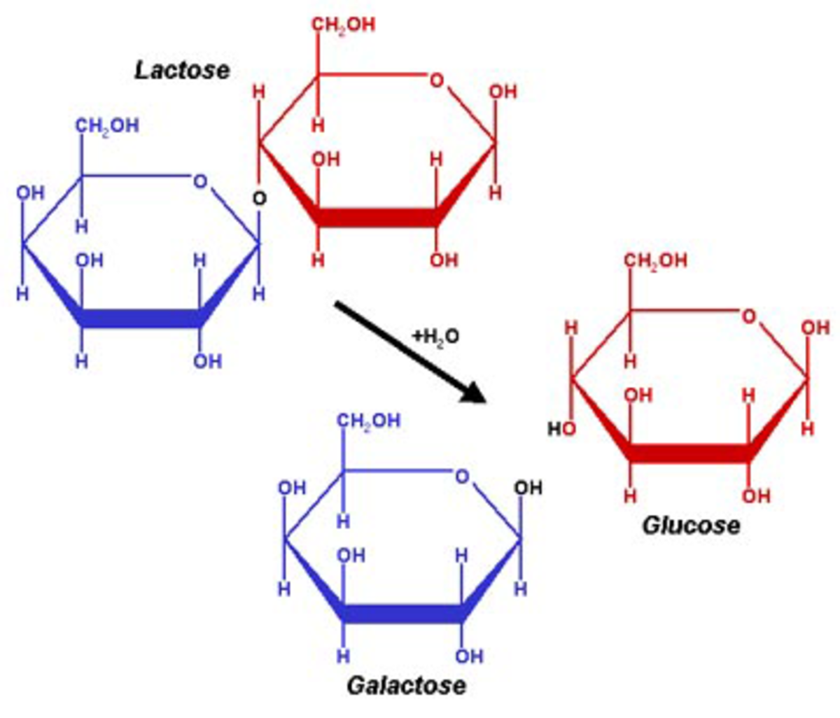 Intolérance au lactose