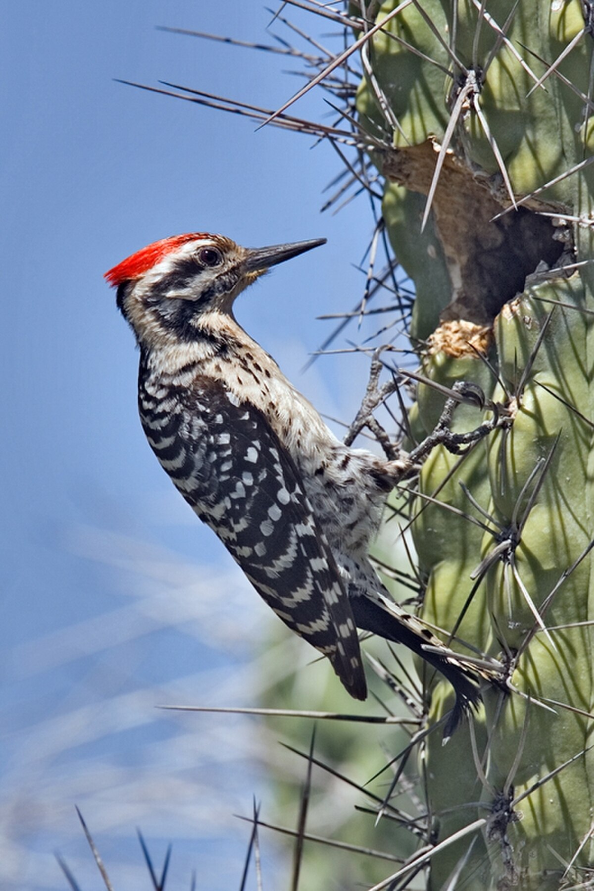 Pic arlequin