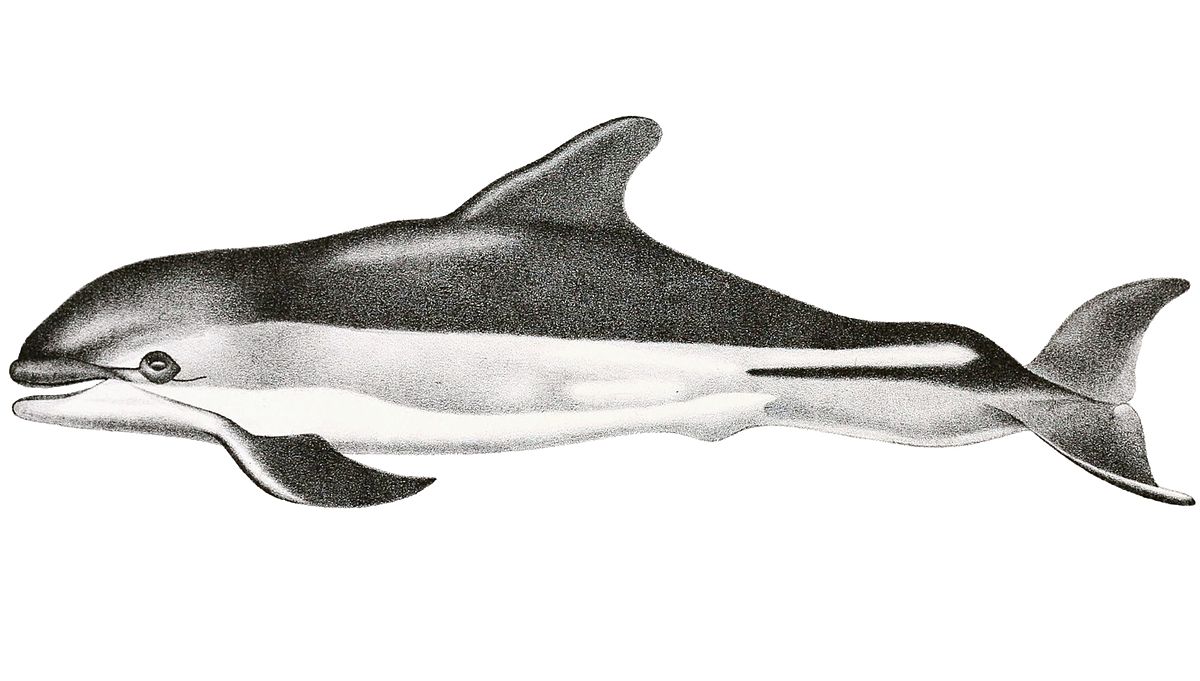 Lagénorhynque à flancs blancs