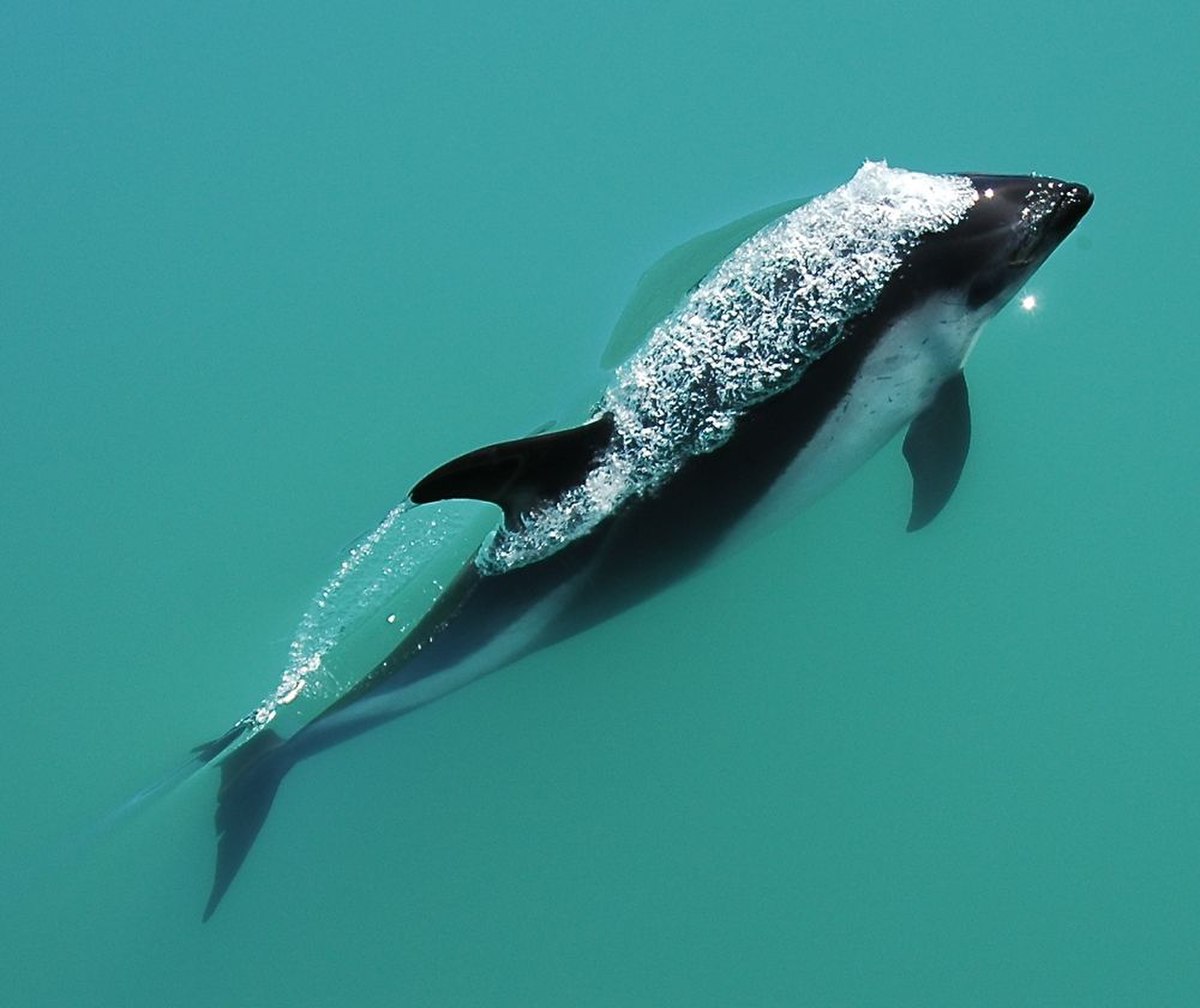 Lagenorhynchus australis